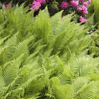 Ostrich Fern
