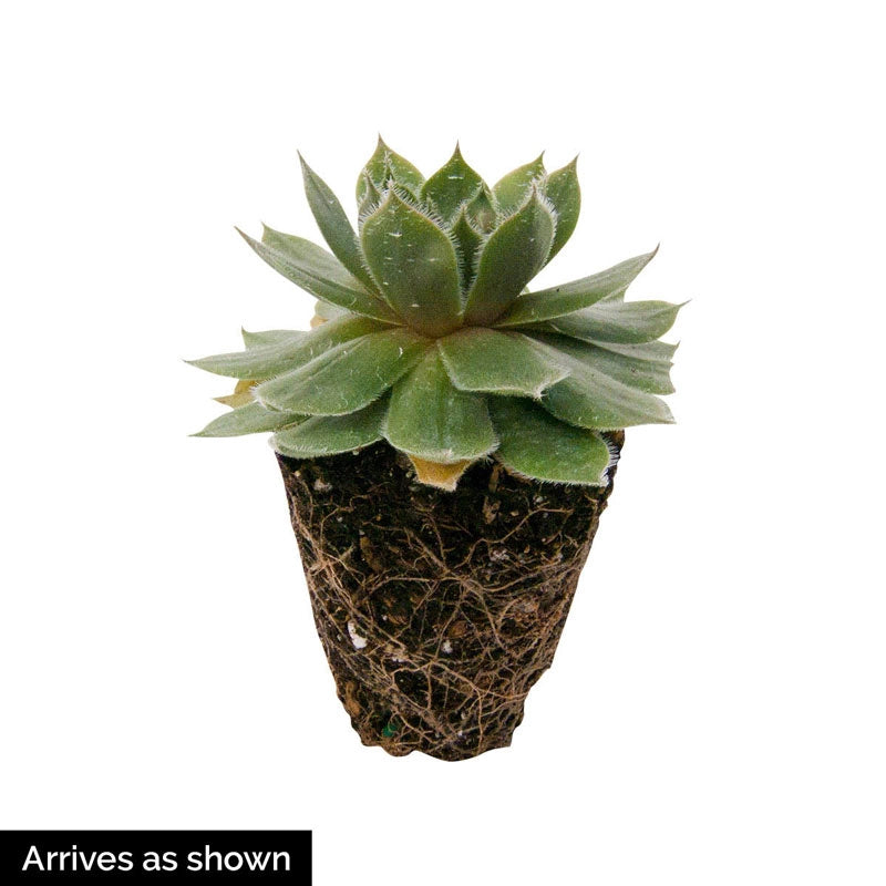 green wheel succulent Green Wheel Hens and Chicks