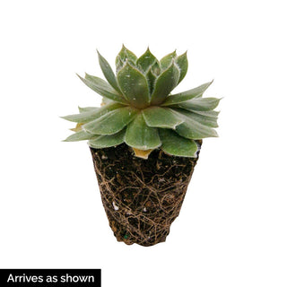 Green Wheel Hens and Chicks