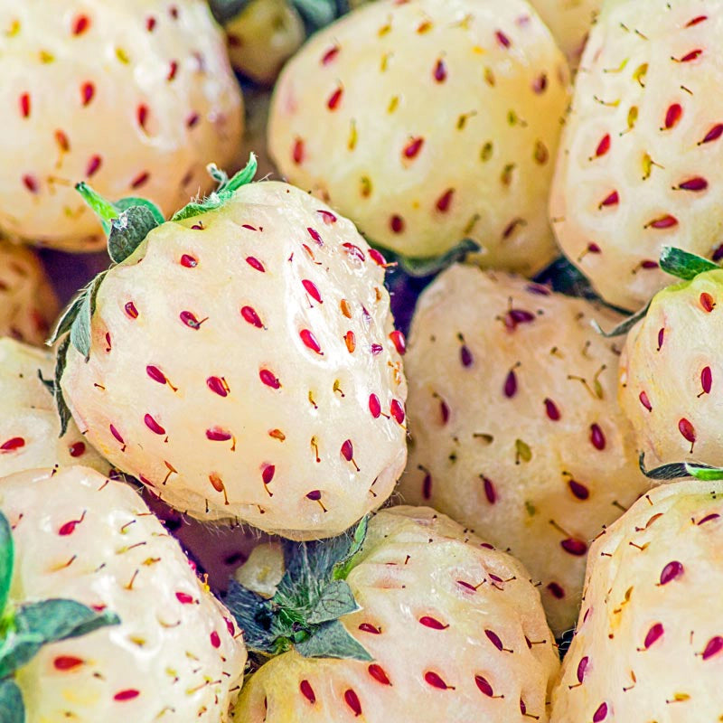 Pineberry Pair