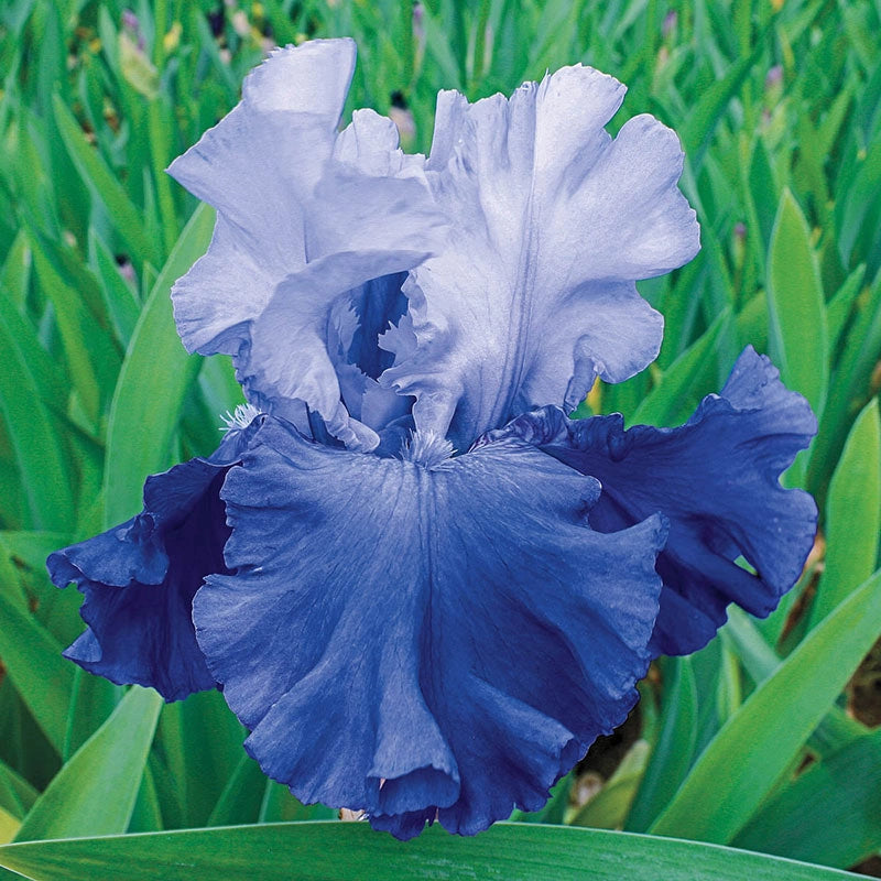 October Sky Reblooming German Iris