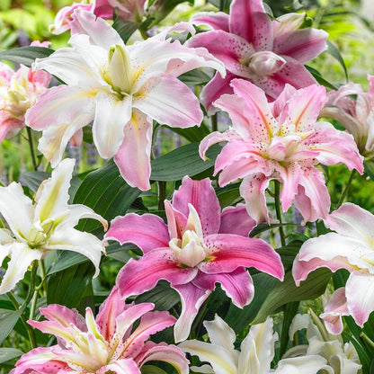 Double Oriental Lily Mix