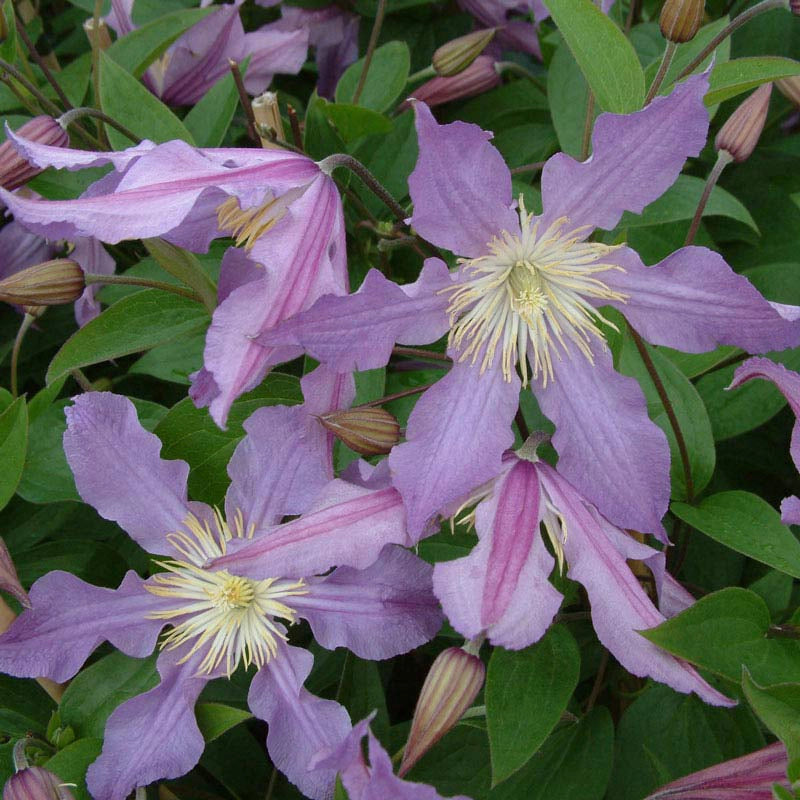 Clematis East River