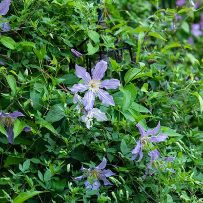 Clematis East River