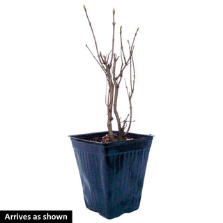 Congo French Lilac Shrub