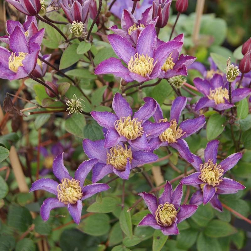 Clematis Exciting