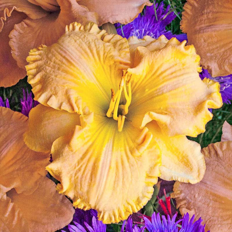 Collier Daylily