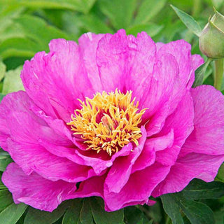 Morning Lilac Itoh Peony