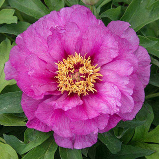 Morning Lilac Itoh Peony