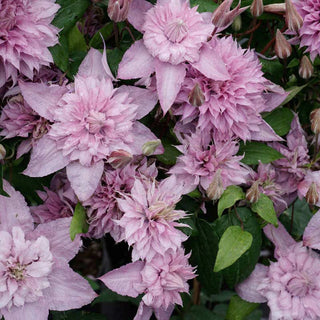 Clematis Multi Pink