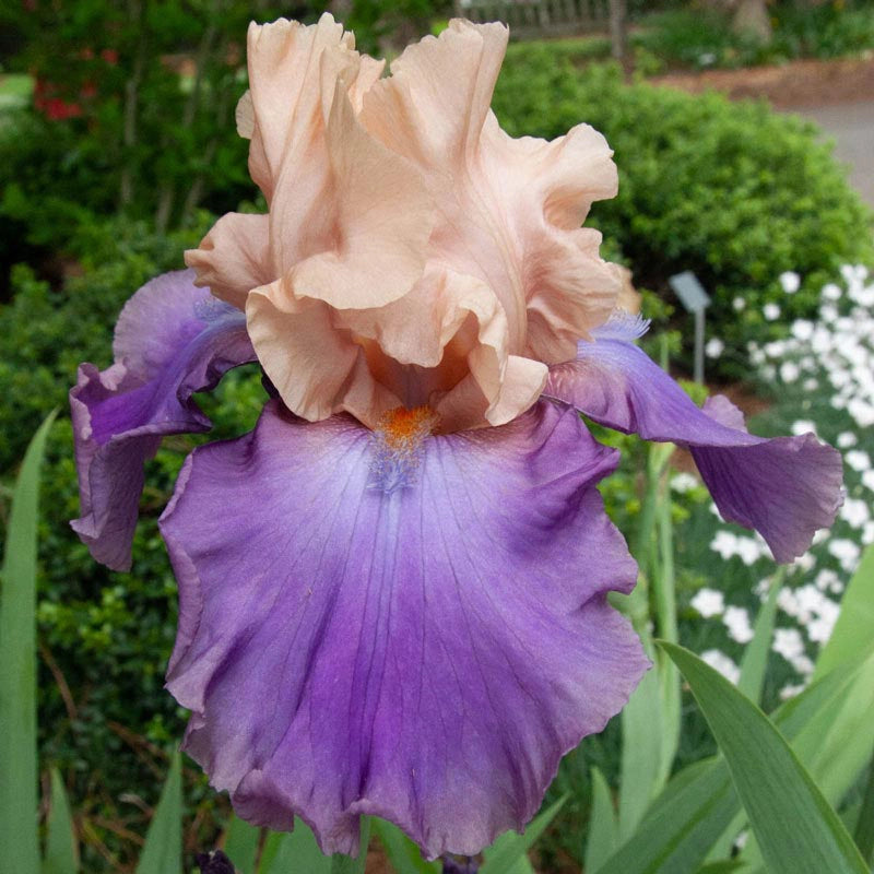 Poem of Ecstasy Reblooming Bearded Iris | Spring Hill – Spring Hill Nursery