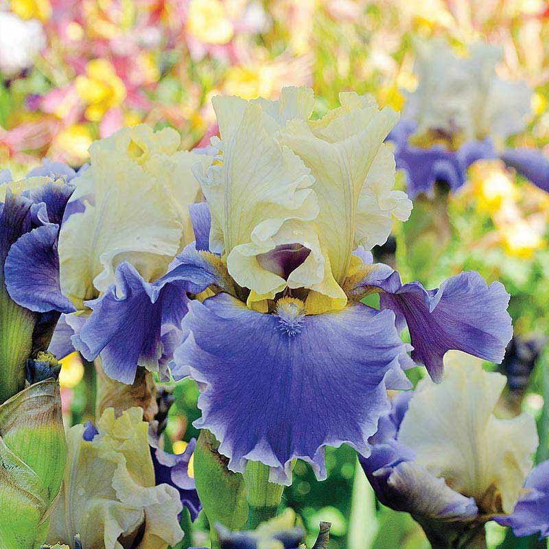 Silk Road Bearded Iris