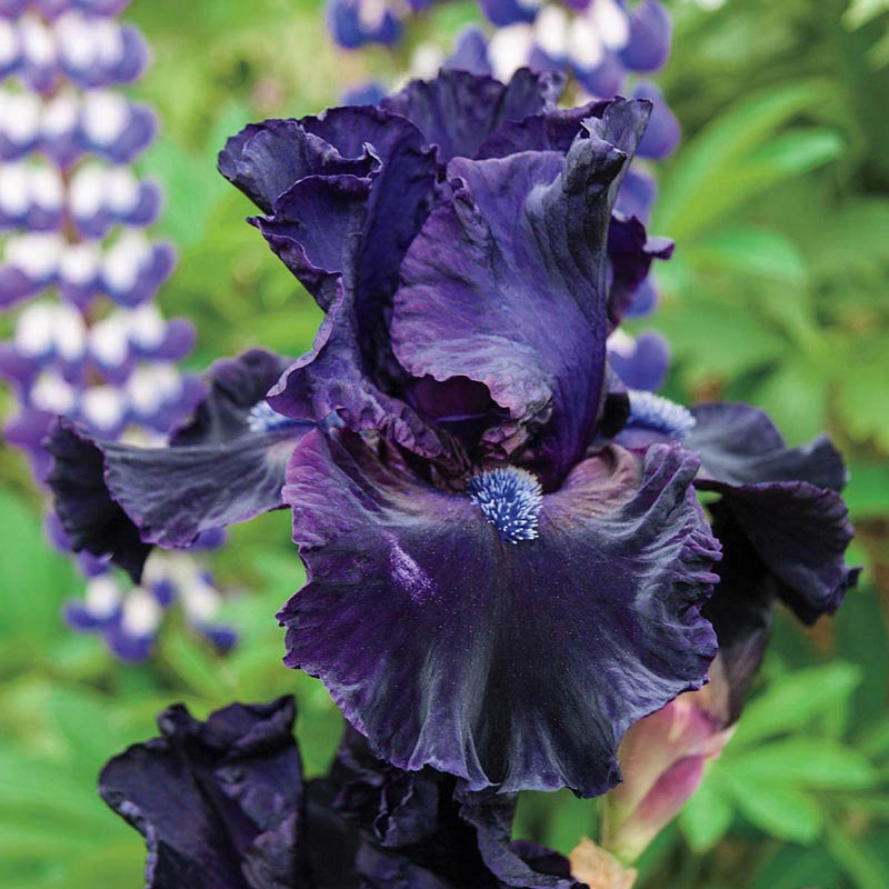 Obsidian Reblooming Iris