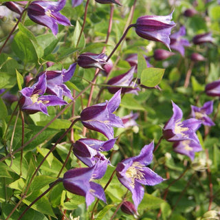 Clematis Prince William