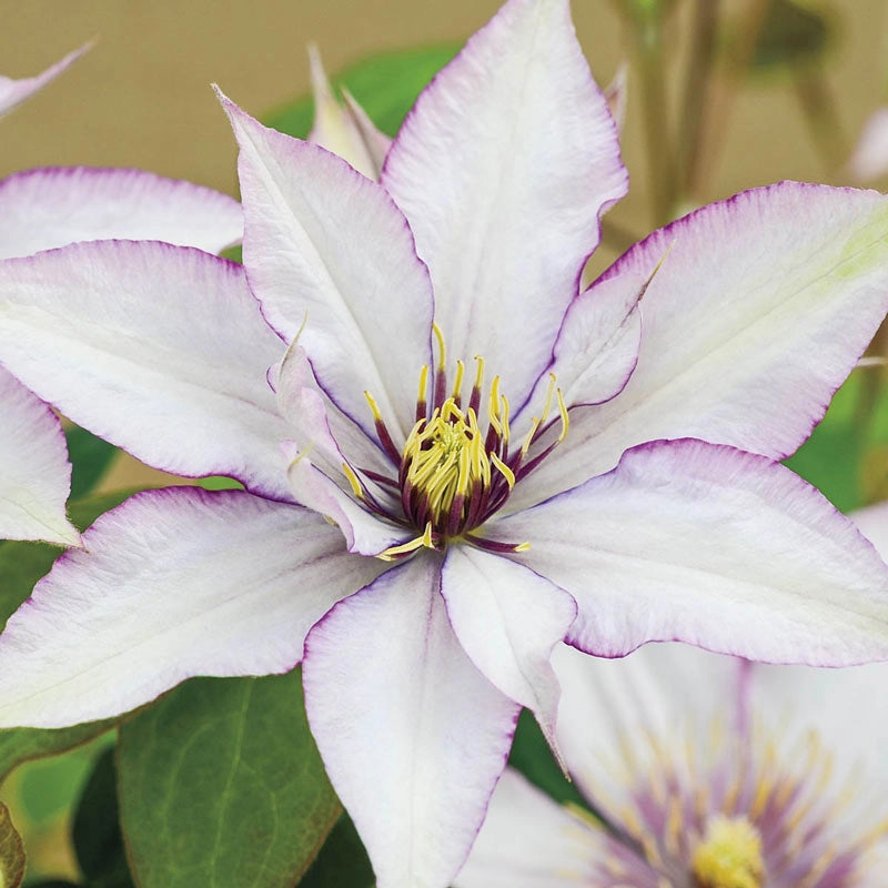 Clematis Samaritan Jo™