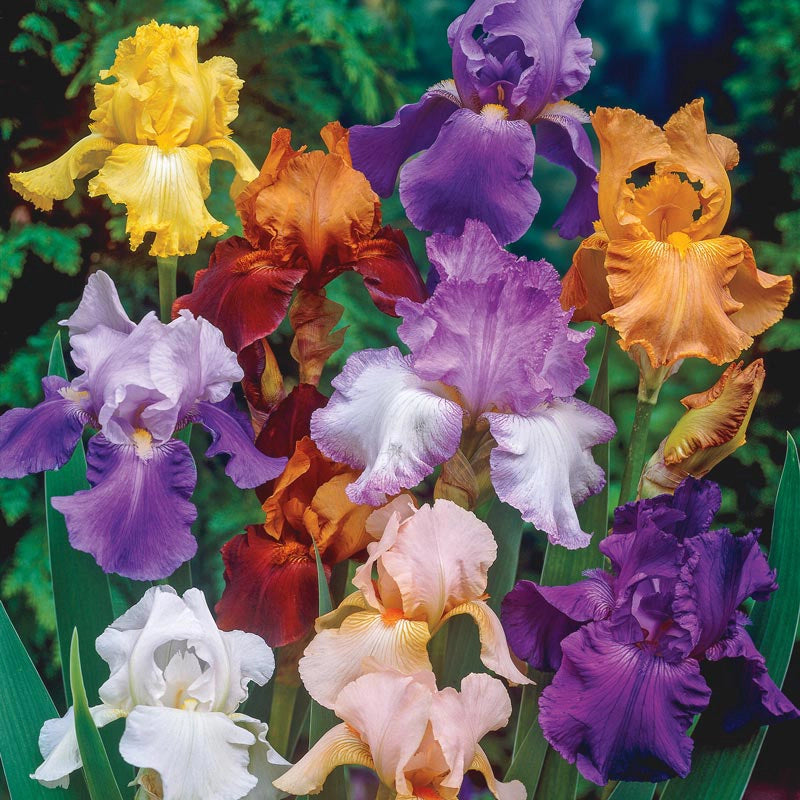 German Iris Reblooming Mix