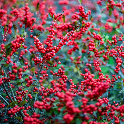 Winter Red Winterberry Shrub