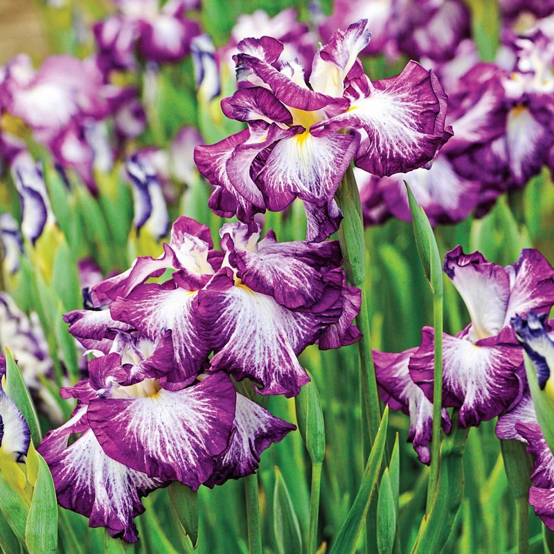 Lion King Japanese Iris