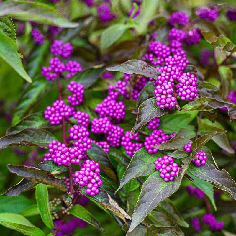 Early Amethyst Japanese Beautyberry