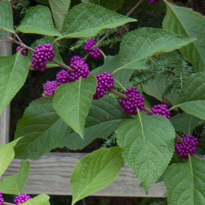 Early Amethyst Japanese Beautyberry