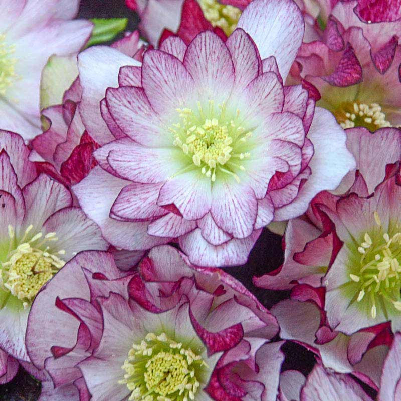 Blushing Bridesmaid Lenten Rose