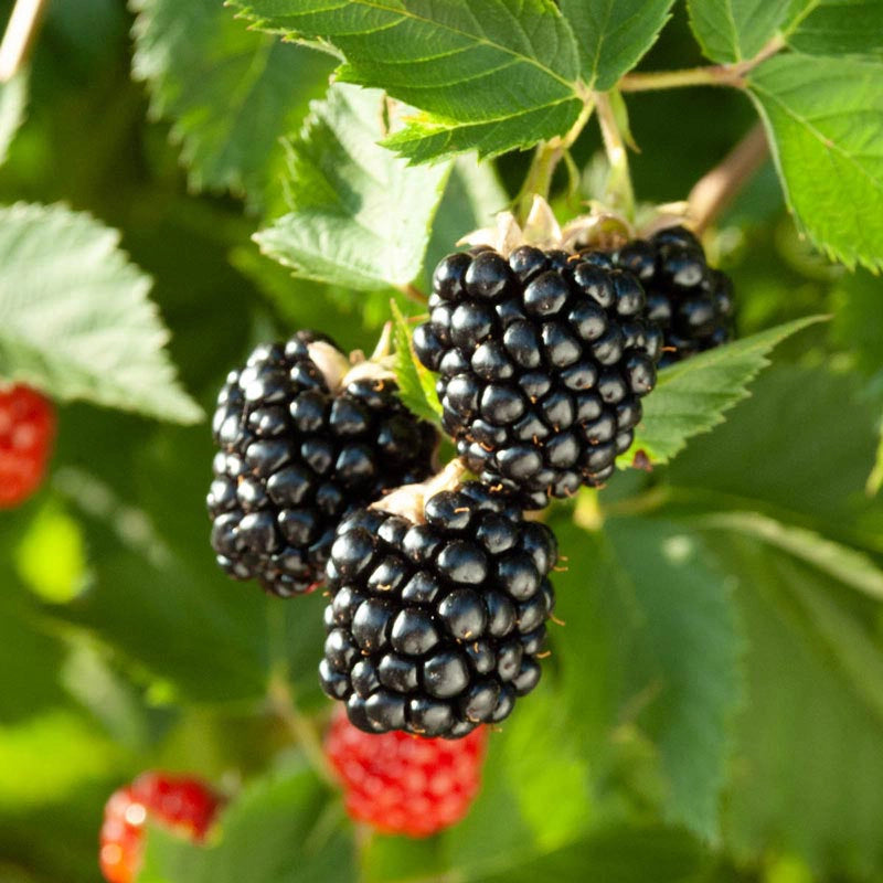 Black Berry Triple Crown 