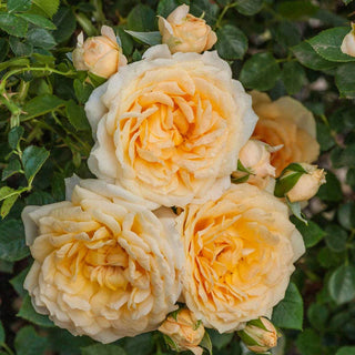Edith's Darling® Rose