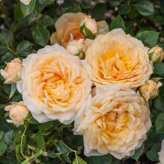 Edith's Darling® Rose