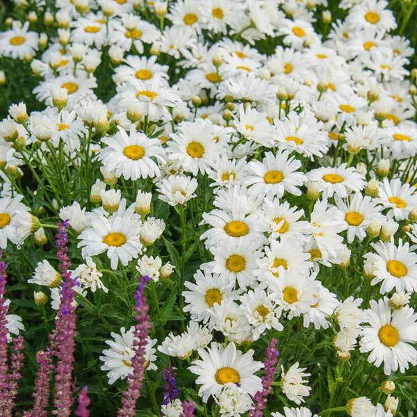 Alaska Shasta Daisy - Leucanthemum superbum | Spring Hill – Spring Hill Nursery