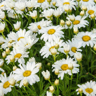 Alaska Shasta Daisies