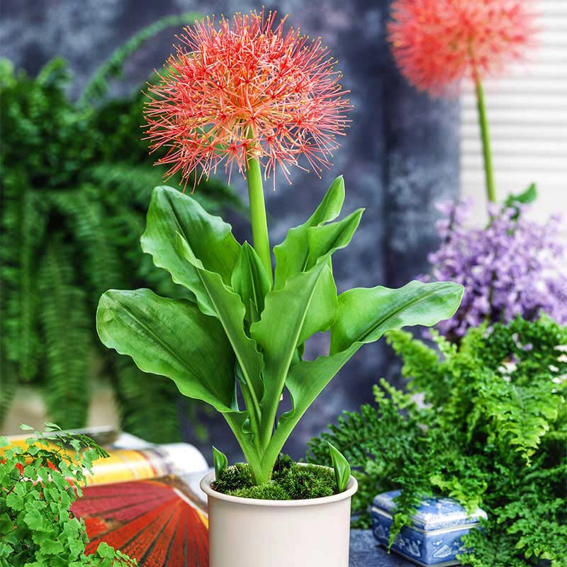 flower blood lily Blood Lily