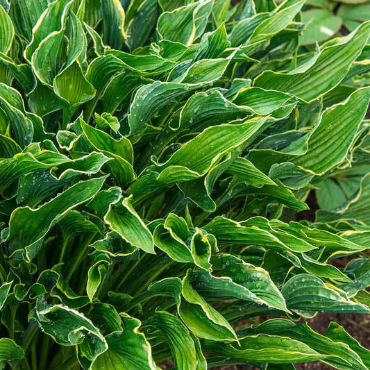 praying hands house plants Praying Hands Hosta | Shop for Shade