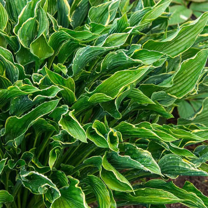 Praying Hands Hosta