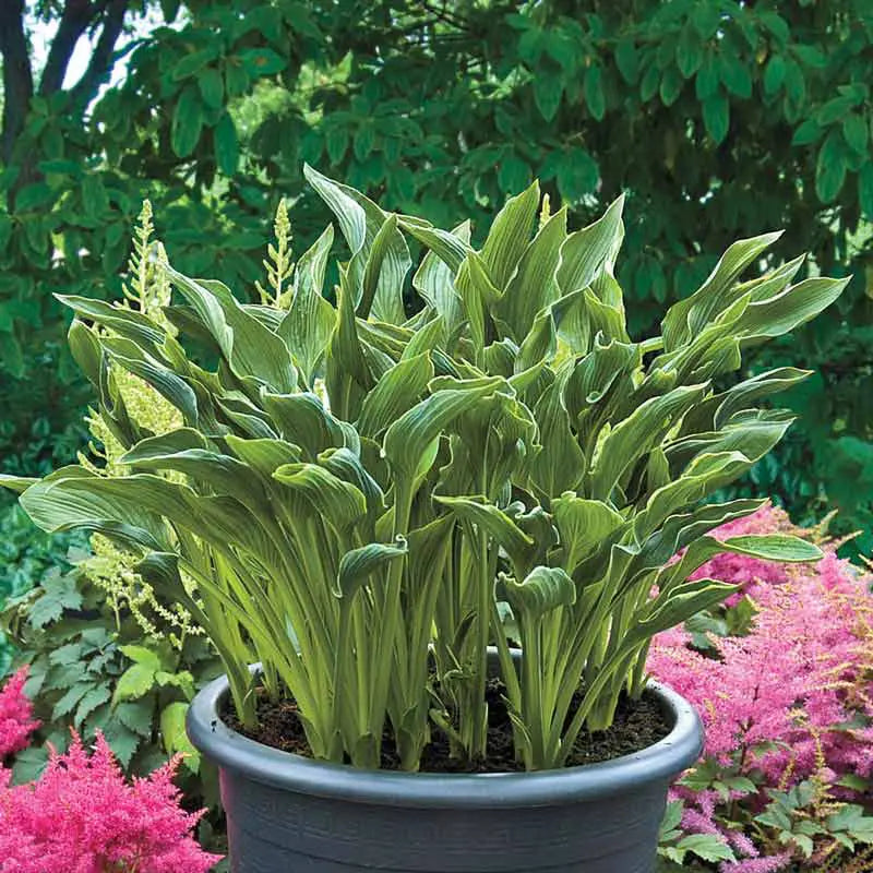 praying hands hosta plant Praying Hands Hosta