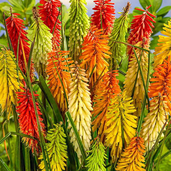 torch lily flower Torch Lily Mix