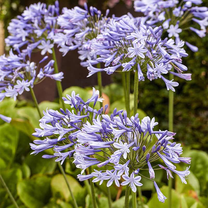 Blue Agapanthus