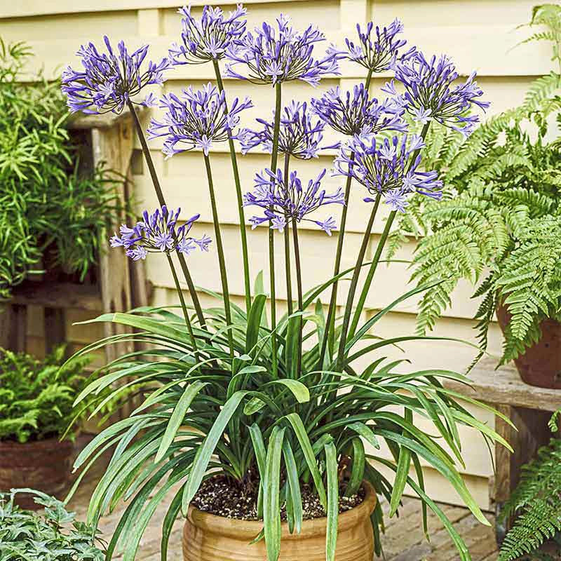 Blue Agapanthus