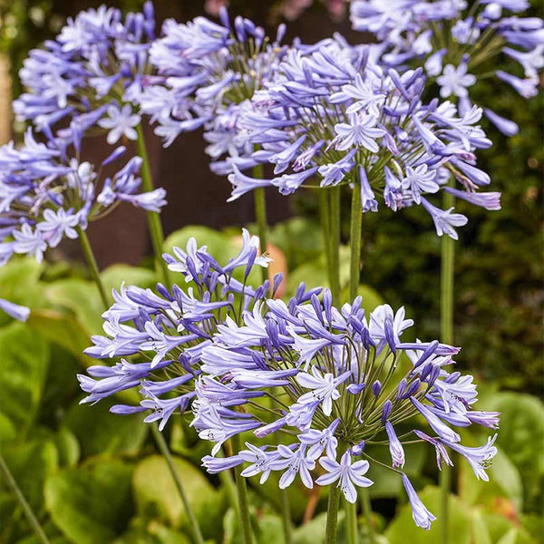 lily of the nile blue flower Blue Agapanthus | Lily-of-the-Nile