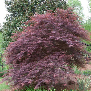 Tamukeyama Japanese Maple Tree