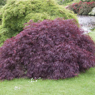 Tamukeyama Japanese Maple Tree