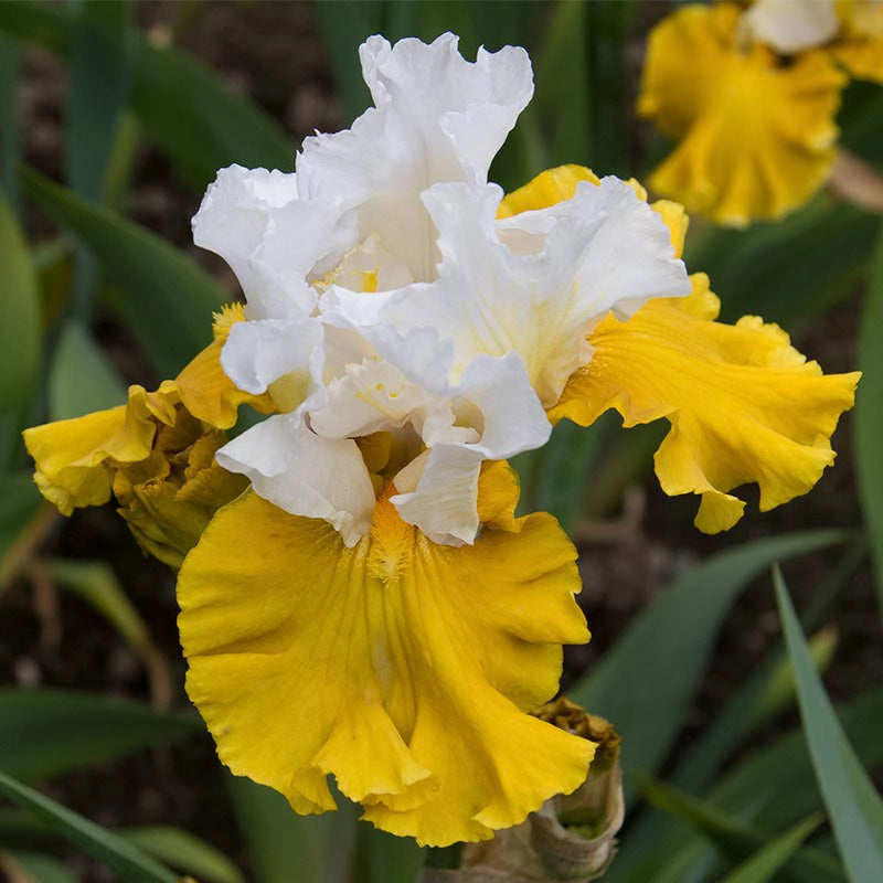 Tour De France Bearded Iris