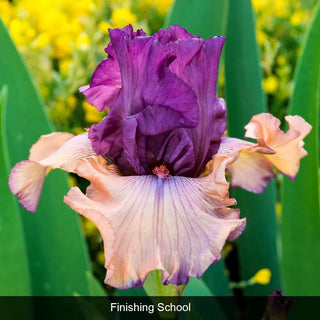 Bouquet Builders Romance Iris Collection