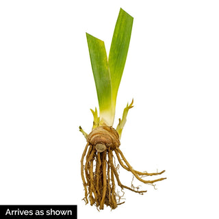 Before The Storm Bearded Iris