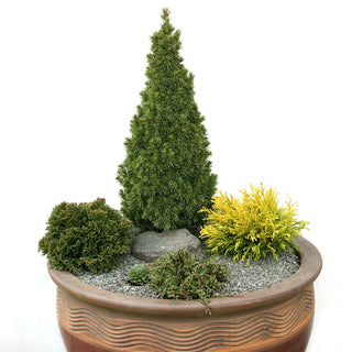 Jean's Dilly Alberta Spruce