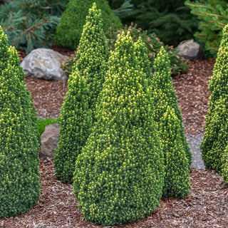 Pixie Dust Alberta Spruce