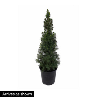 Pixie Dust Alberta Spruce