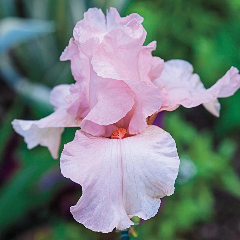 Lenora Pearl Reblooming German Iris