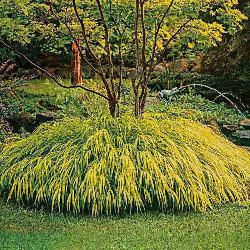 Golden Hakone Grass