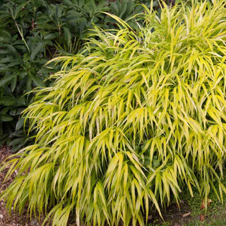 All Gold Japanese Forest Grass