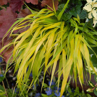 All Gold Japanese Forest Grass